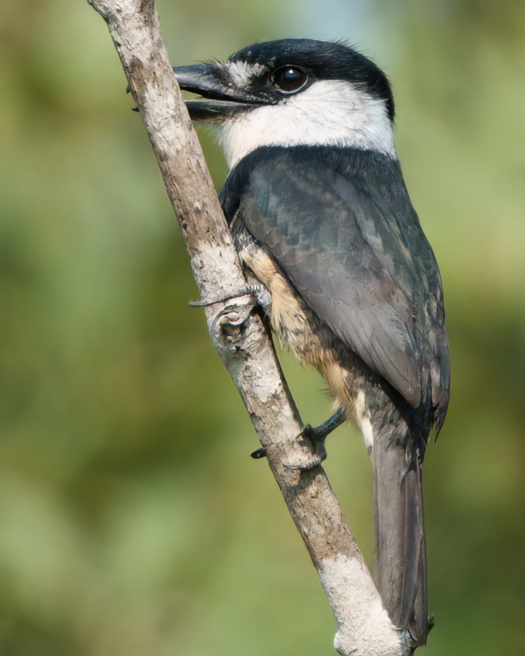 Buff-bellied Puffbird - ML625054291