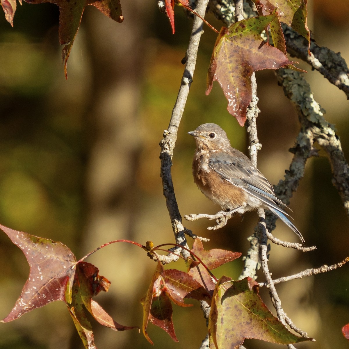 Eastern Bluebird - ML625054316