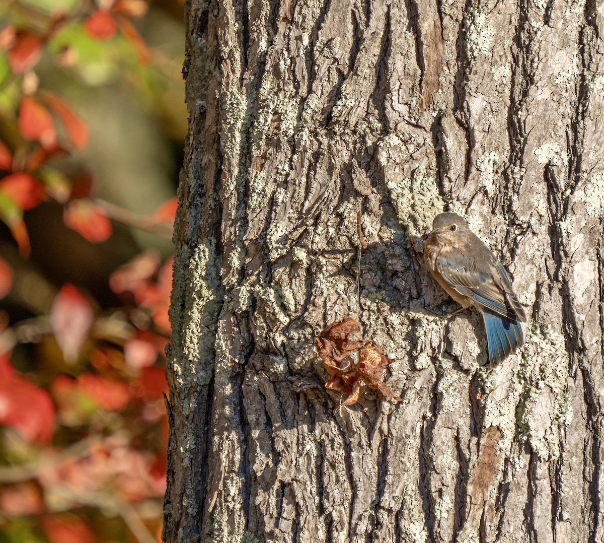 Eastern Bluebird - ML625054317