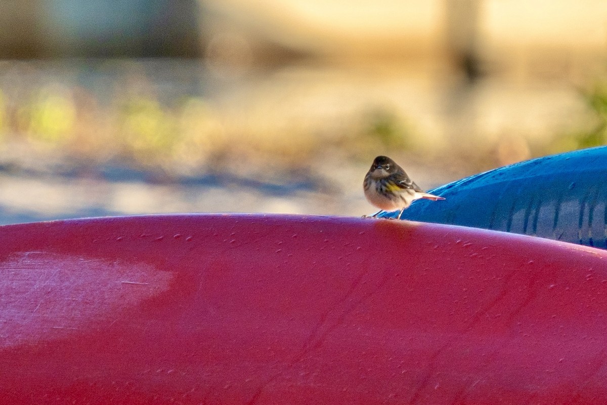 Yellow-rumped Warbler (Myrtle) - ML625054335