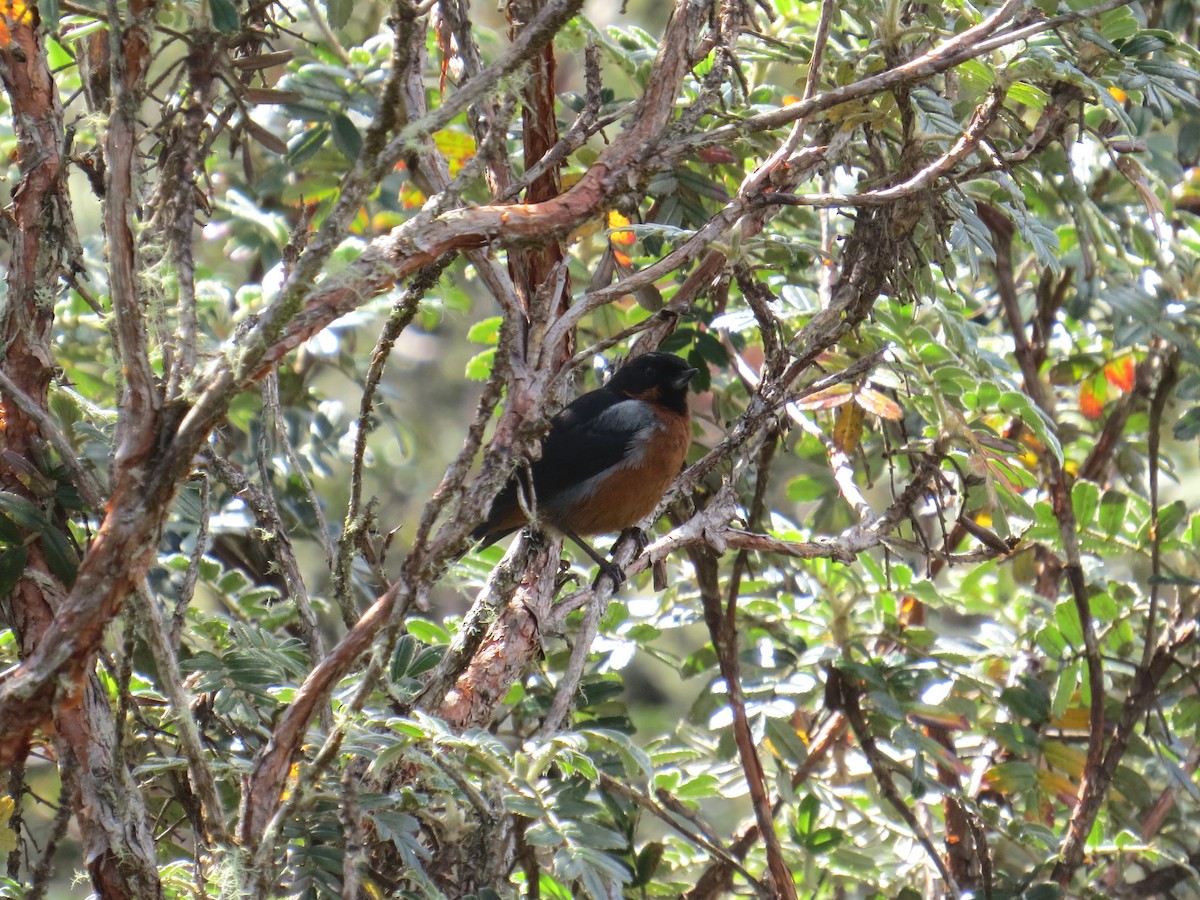 Black-throated Flowerpiercer - ML625054341