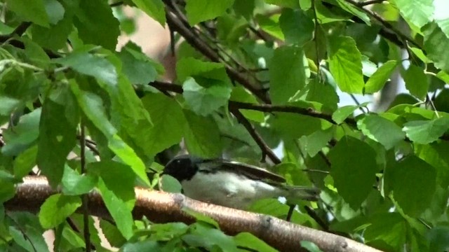 Black-throated Blue Warbler - ML625054446