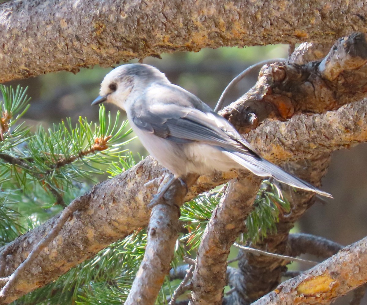 Canada Jay - ML625054507