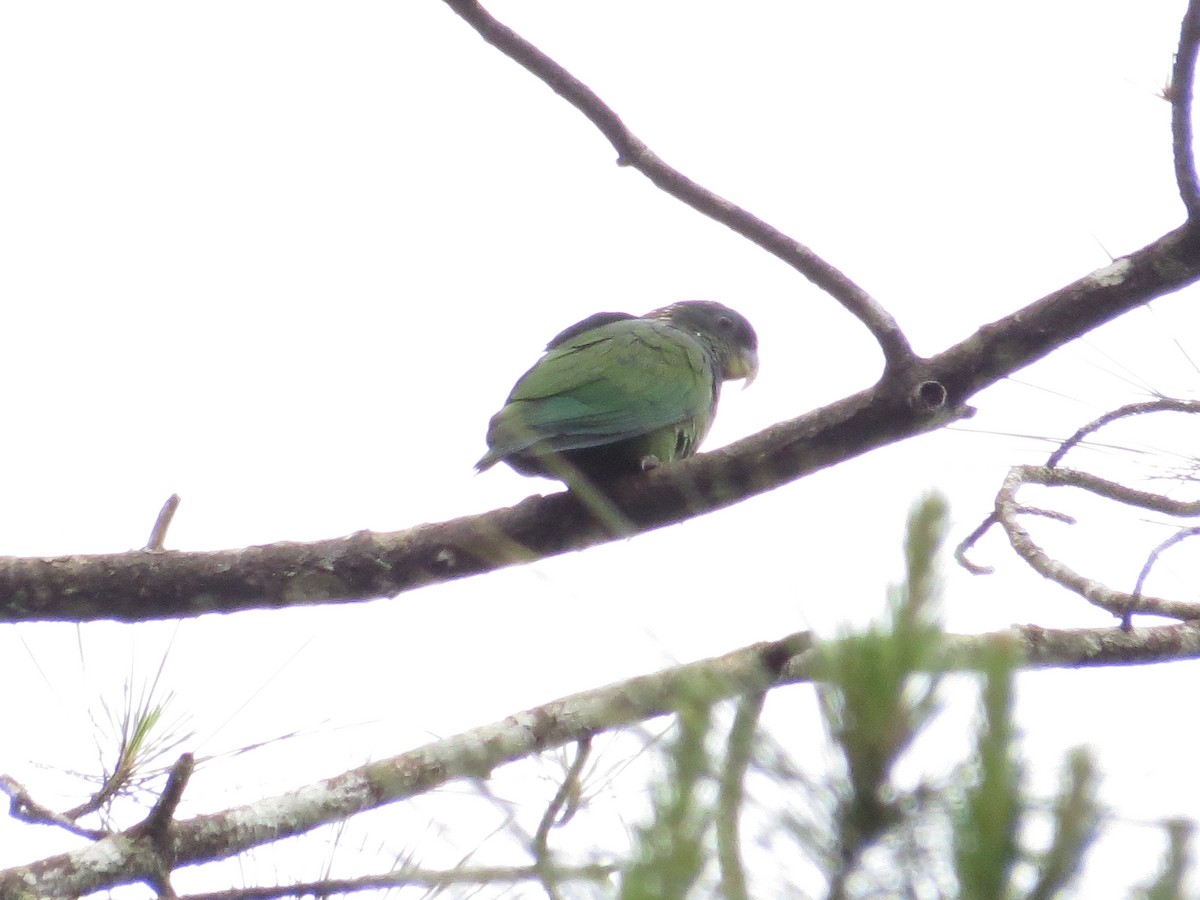 Scaly-headed Parrot - ML625054610