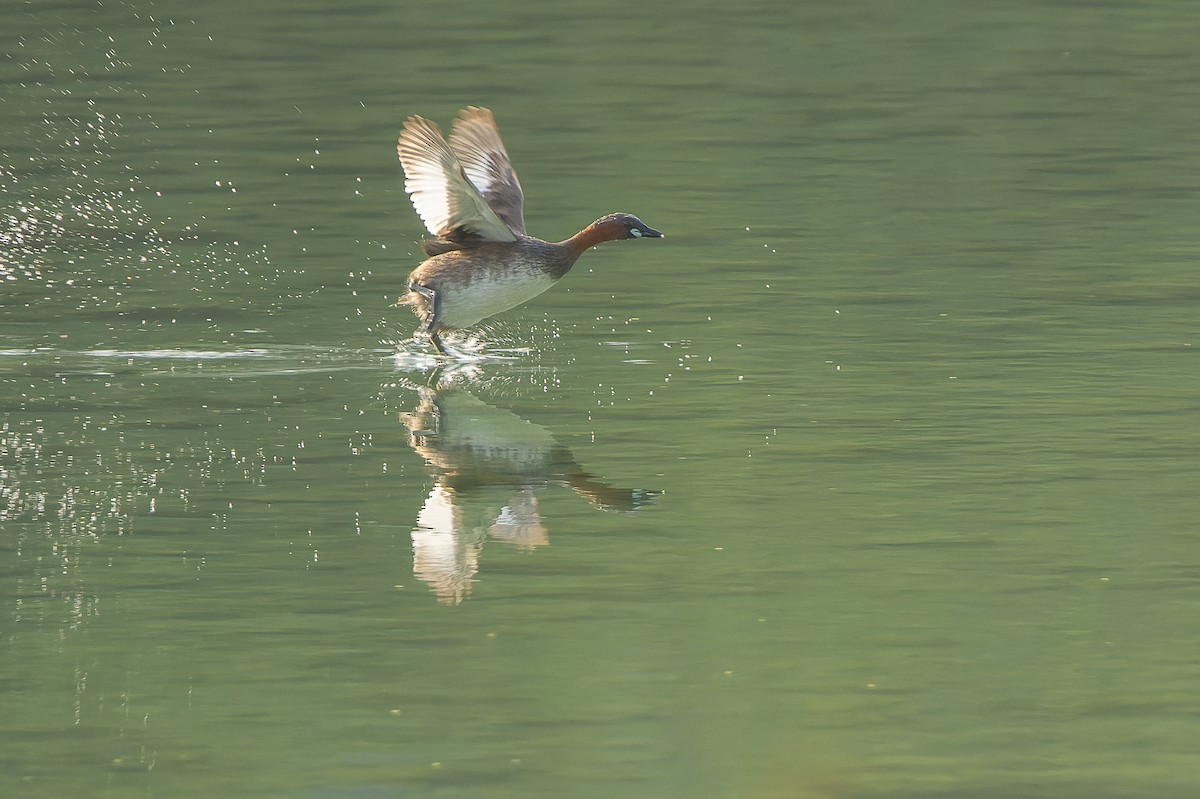 Zampullín Común (grupo ruficollis) - ML625054678