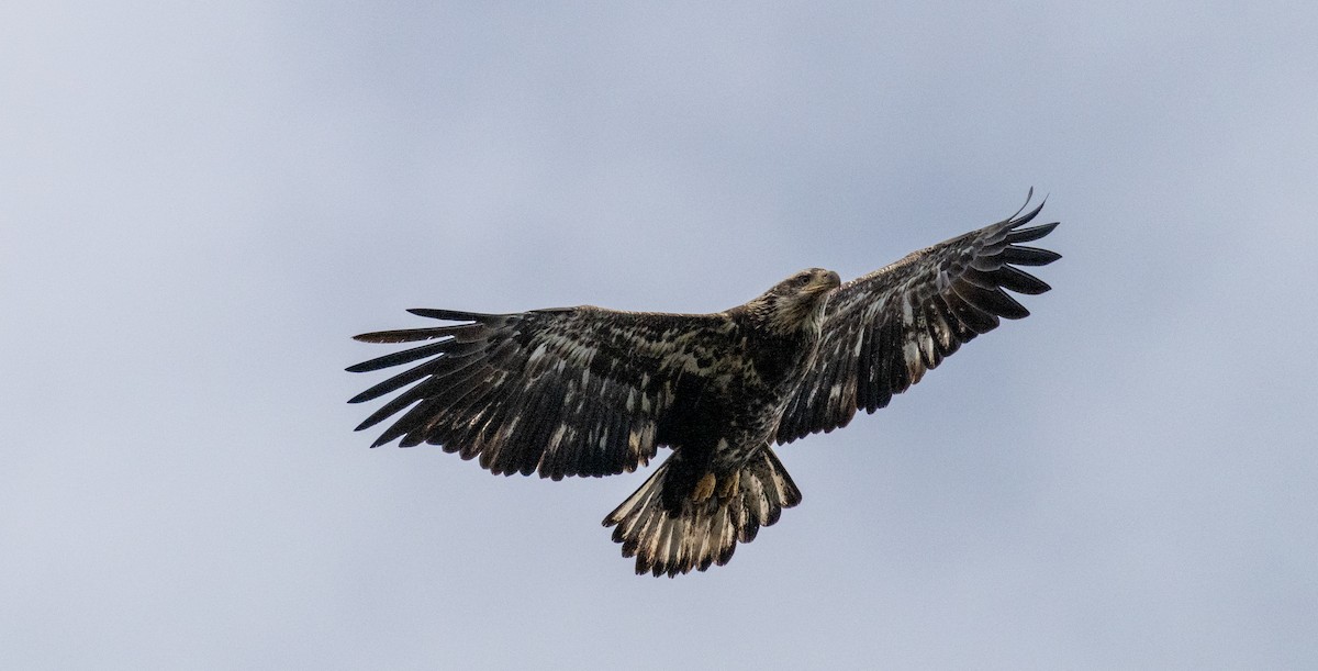Weißkopf-Seeadler - ML625054741