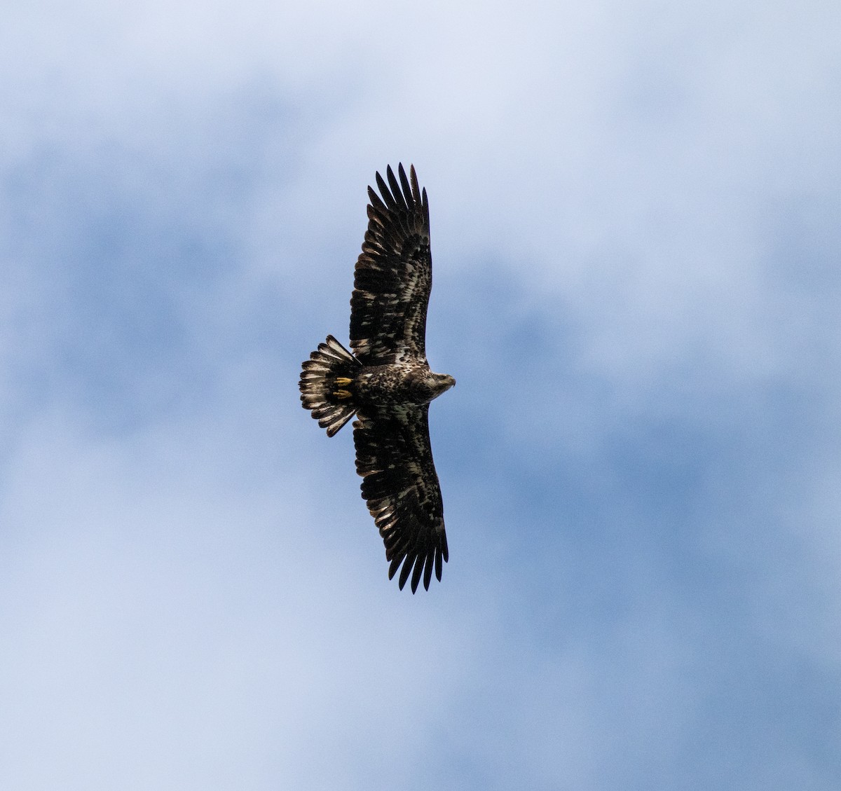 Weißkopf-Seeadler - ML625054743