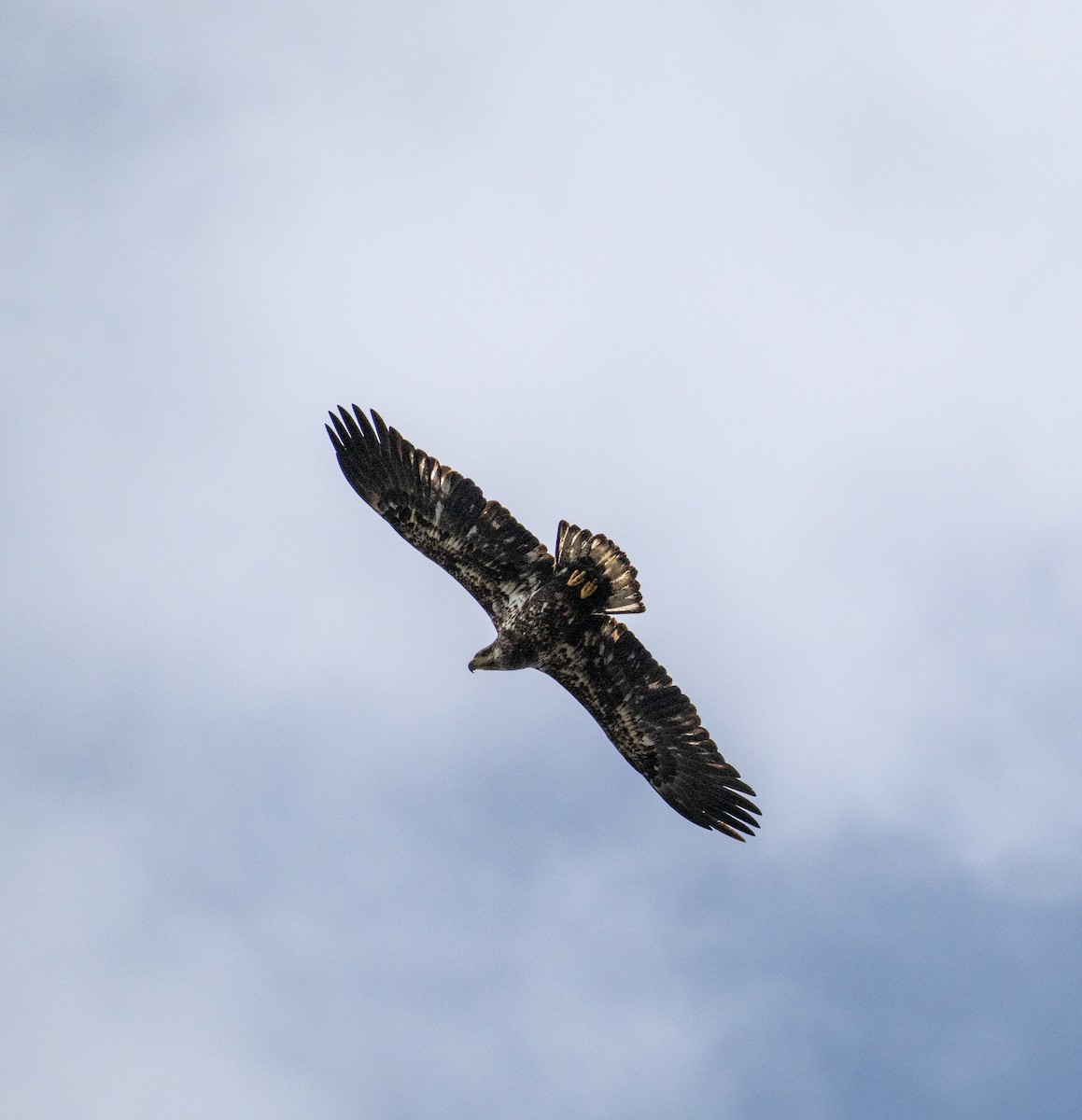 Weißkopf-Seeadler - ML625054744