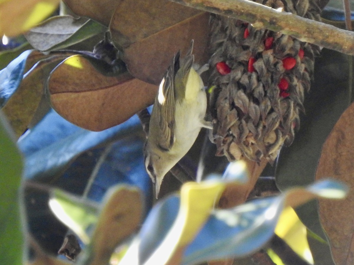 Red-eyed Vireo - ML625054950