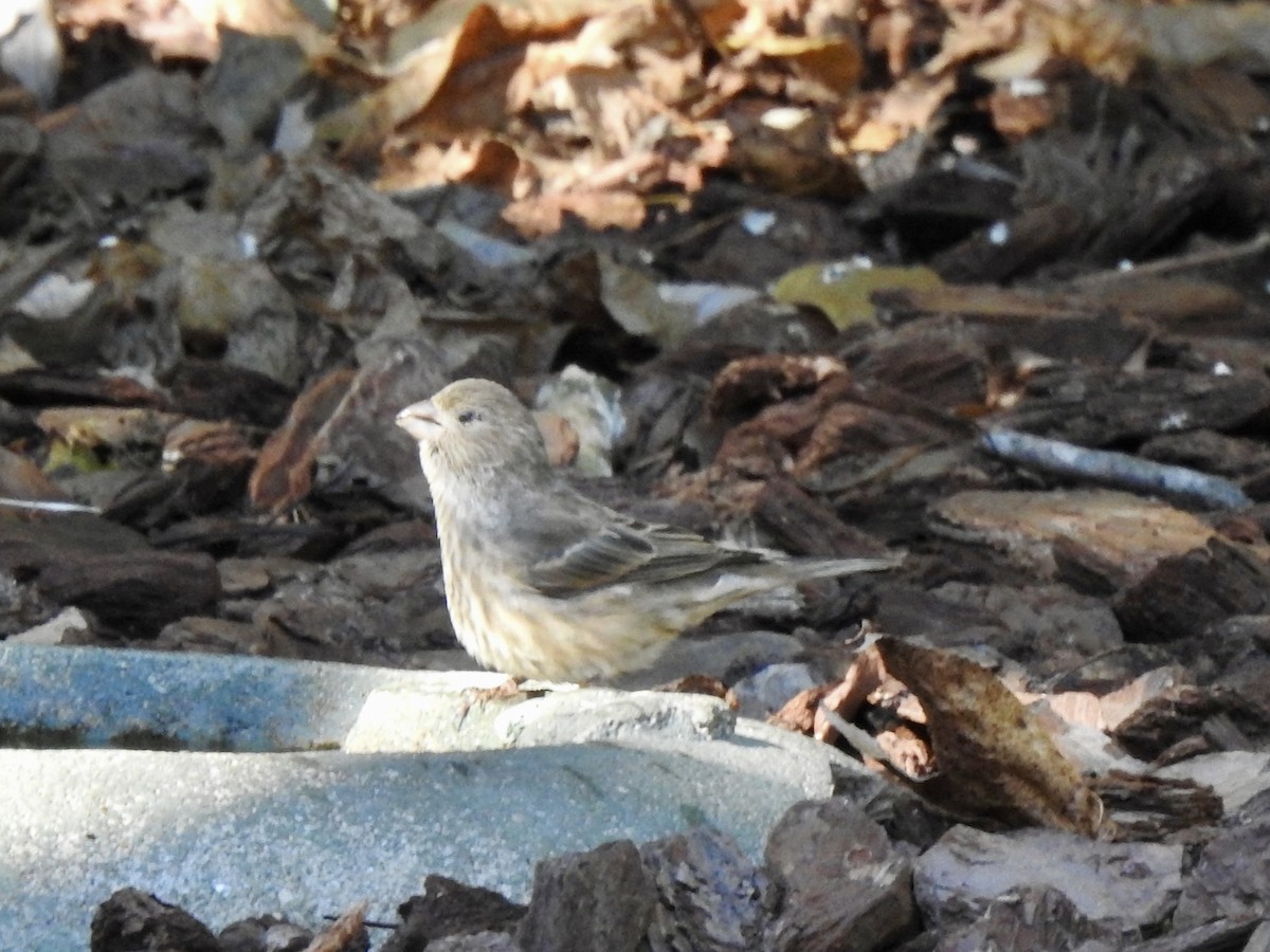 House Finch - ML625054976