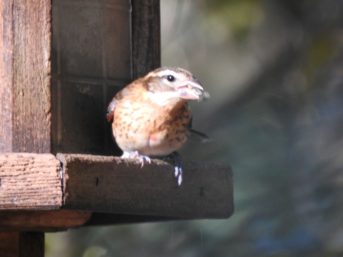 Rose-breasted Grosbeak - ML625054994