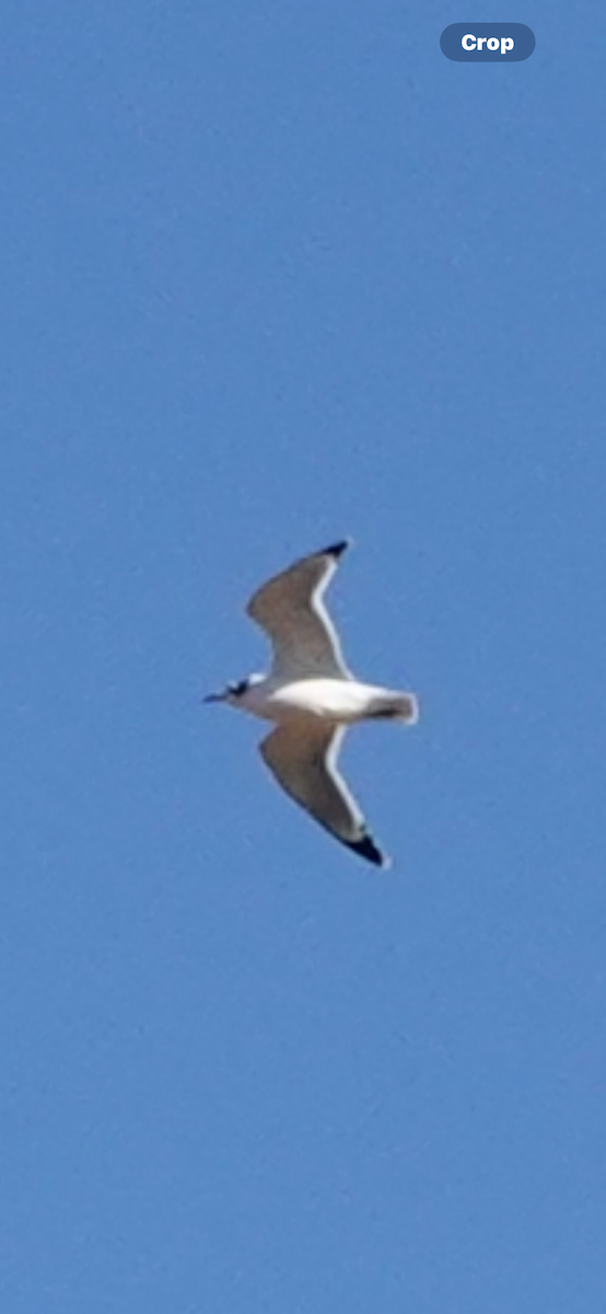 Franklin's Gull - ML625055001