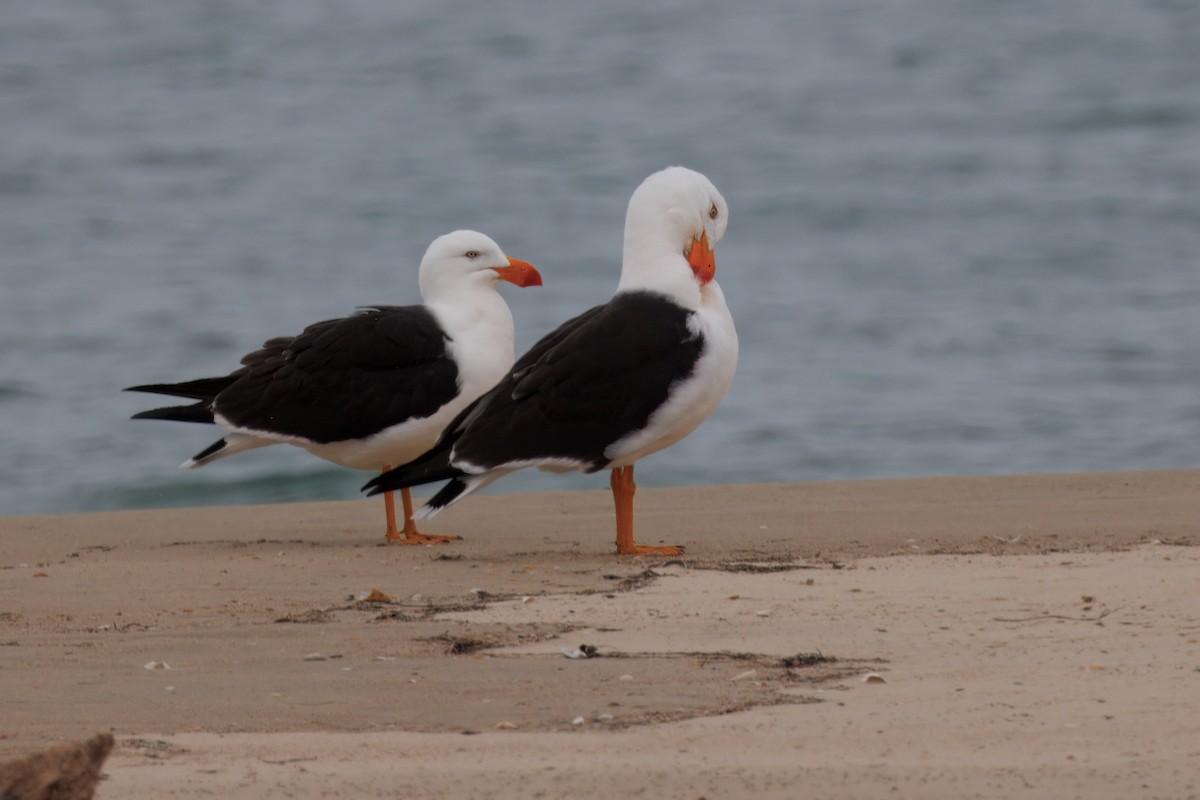 Pacific Gull - ML625055040