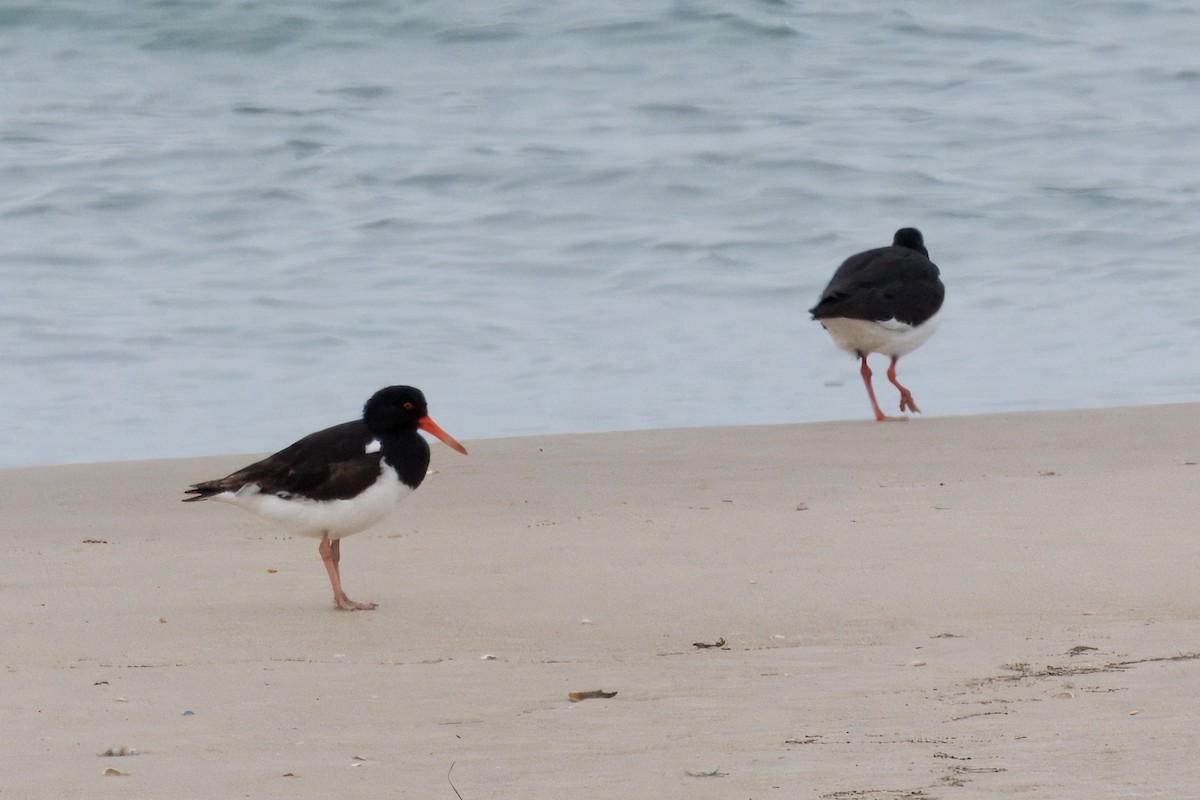 Pied Oystercatcher - ML625055116