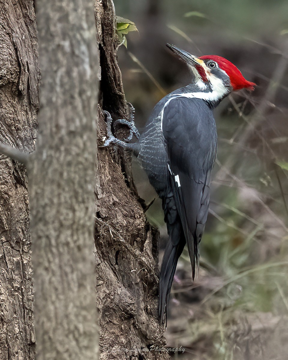 Pileated Woodpecker - ML625055212