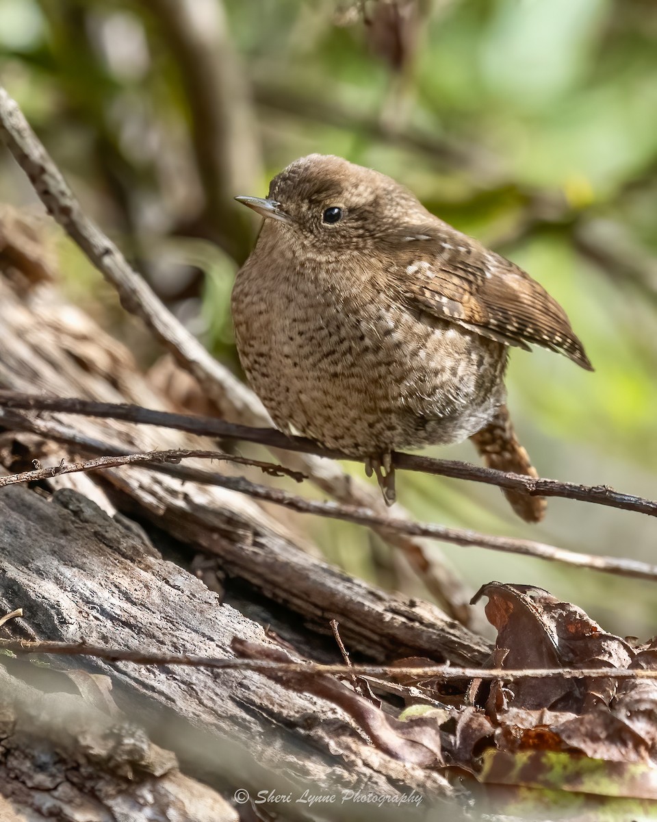 Winter Wren - ML625055223