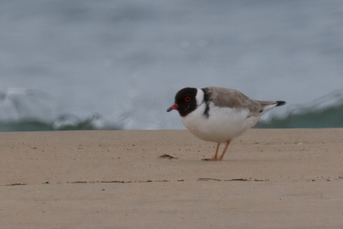 Hooded Plover - ML625055290