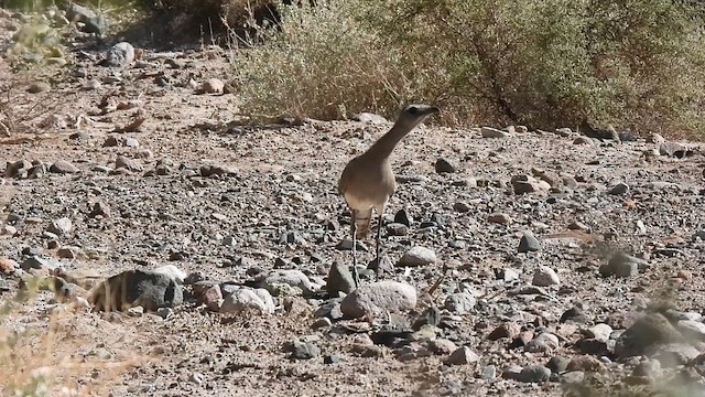 Black-legged Seriema - ML625055493