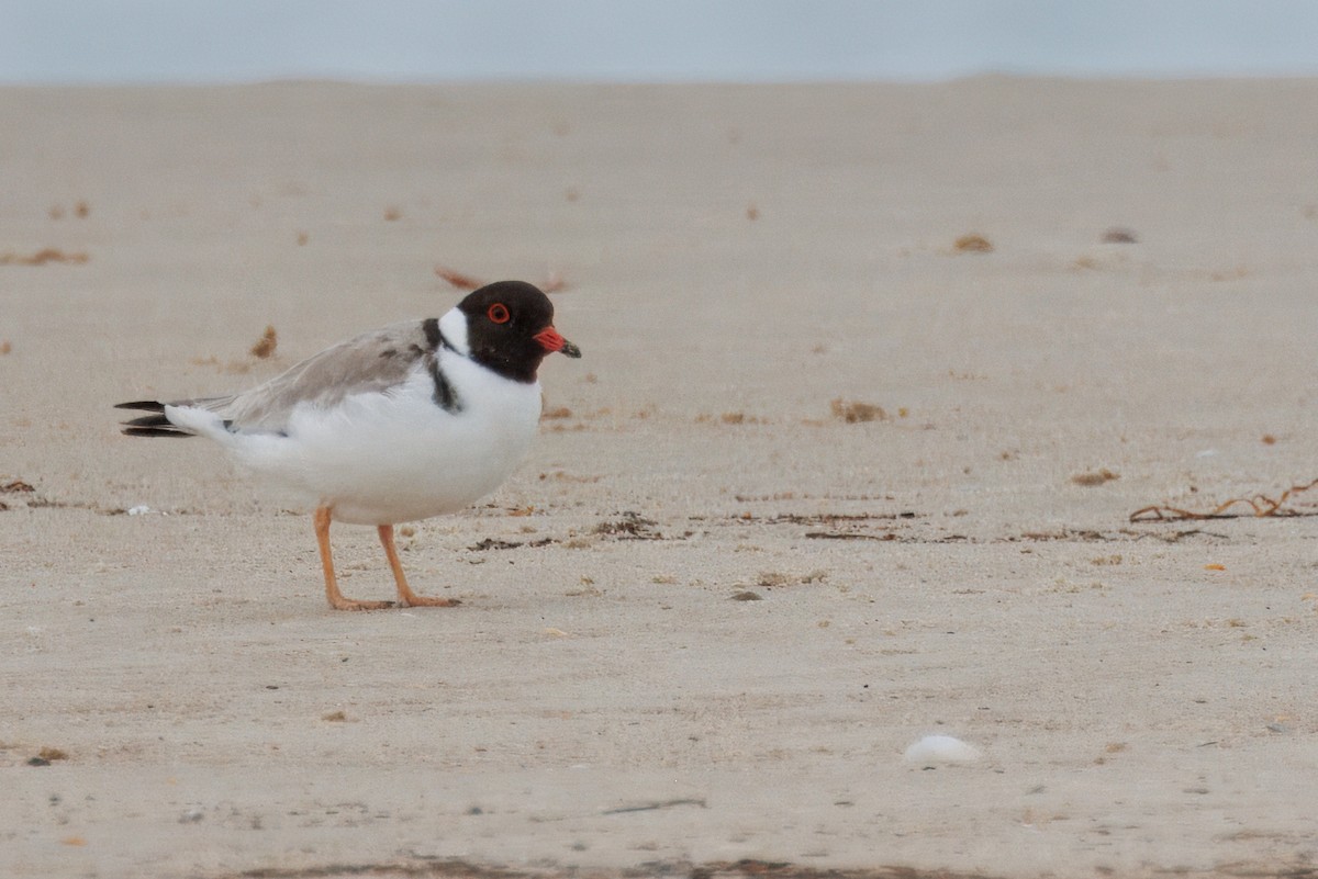 Hooded Plover - ML625055503