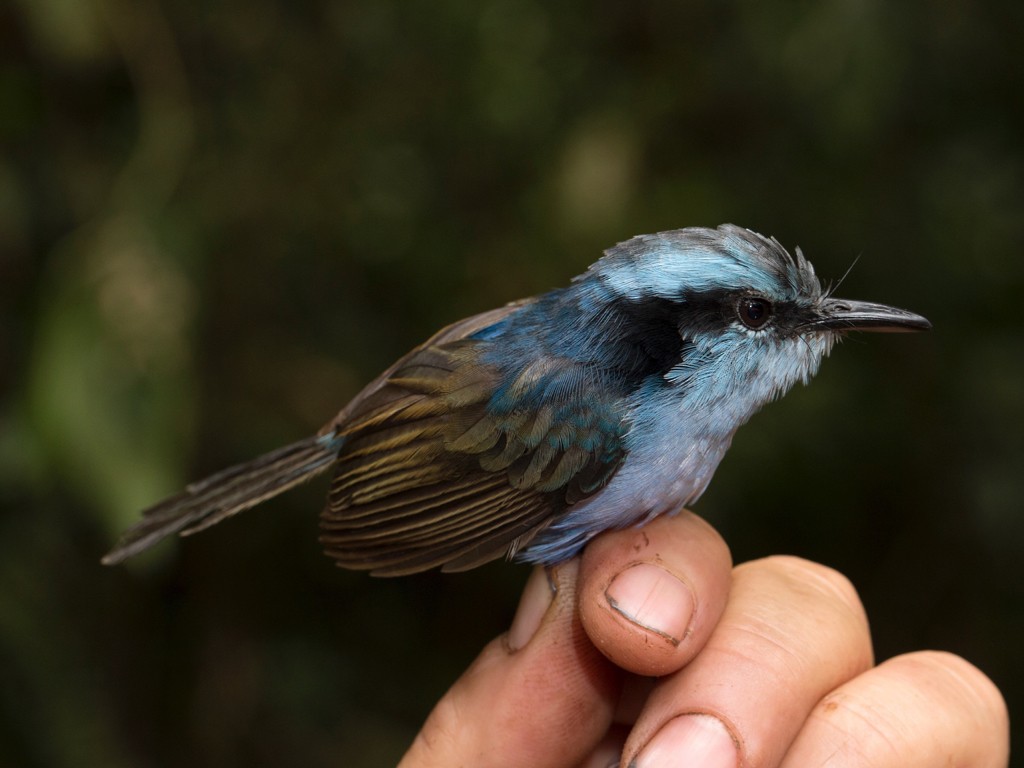 Broad-billed Fairywren - Paul Sweet