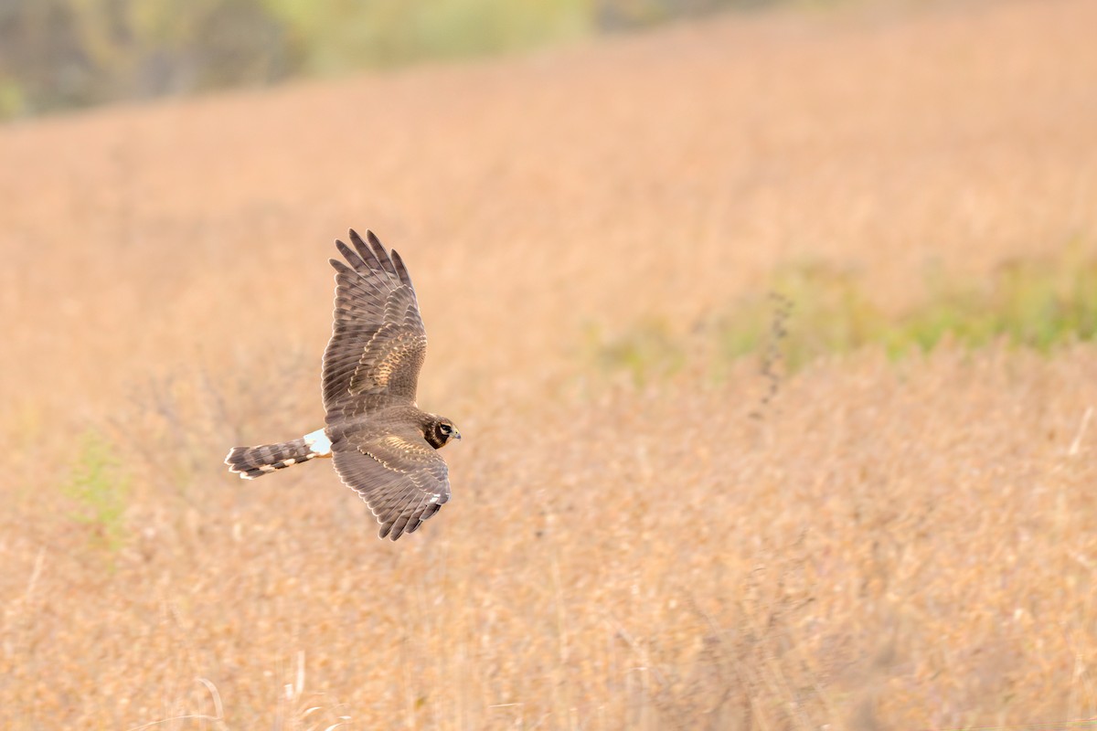 Northern Harrier - ML625055555