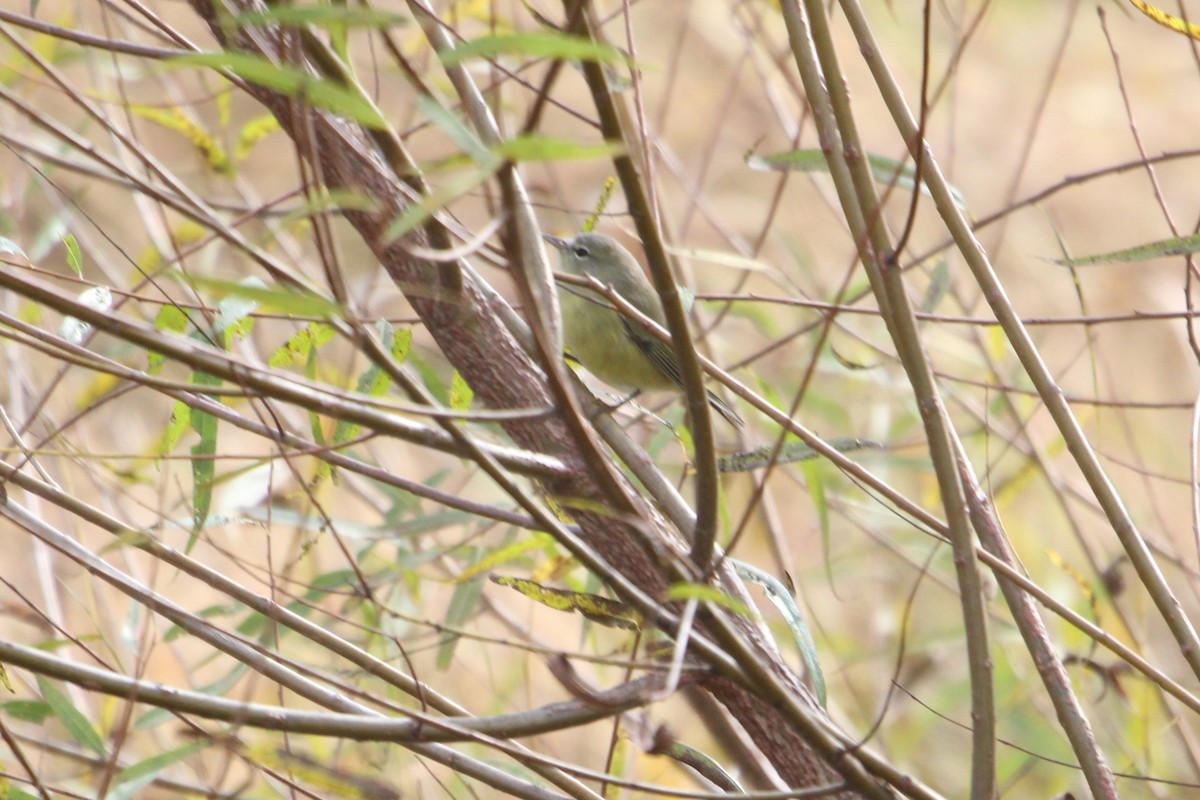Pennsylvania Bird Atlas Checklist 16 Oct 2024 Gettysburg