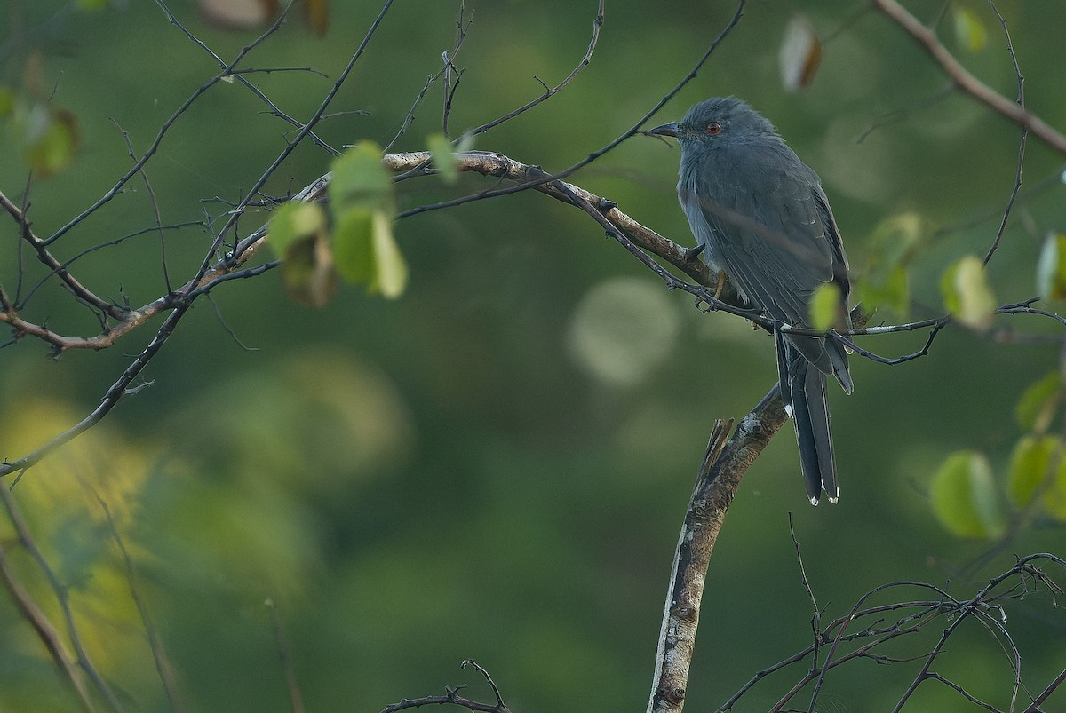 Gray-bellied Cuckoo - ML625055623