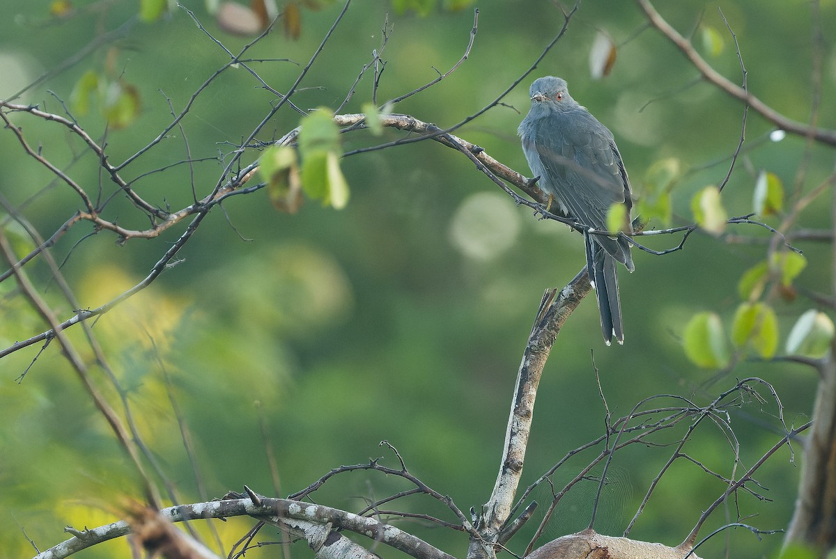 Gray-bellied Cuckoo - Joachim Bertrands | Ornis Birding Expeditions