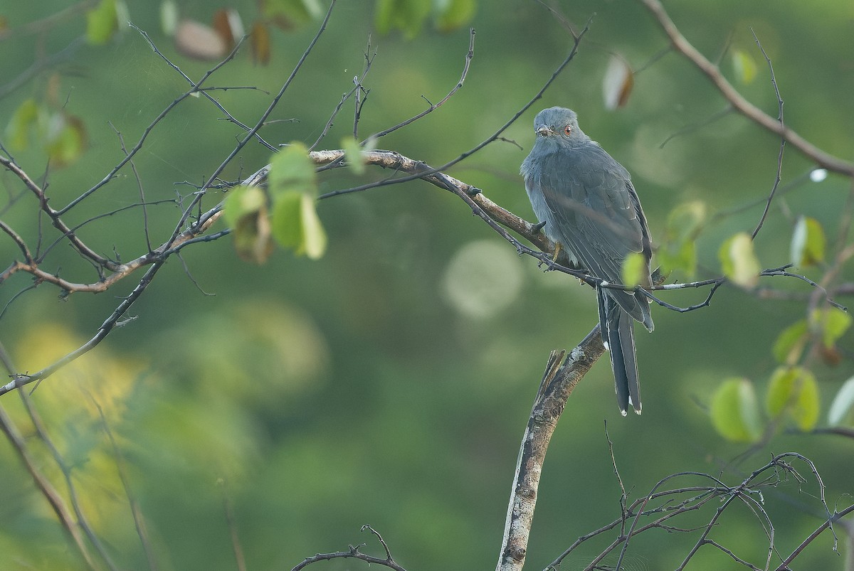 Gray-bellied Cuckoo - Joachim Bertrands | Ornis Birding Expeditions