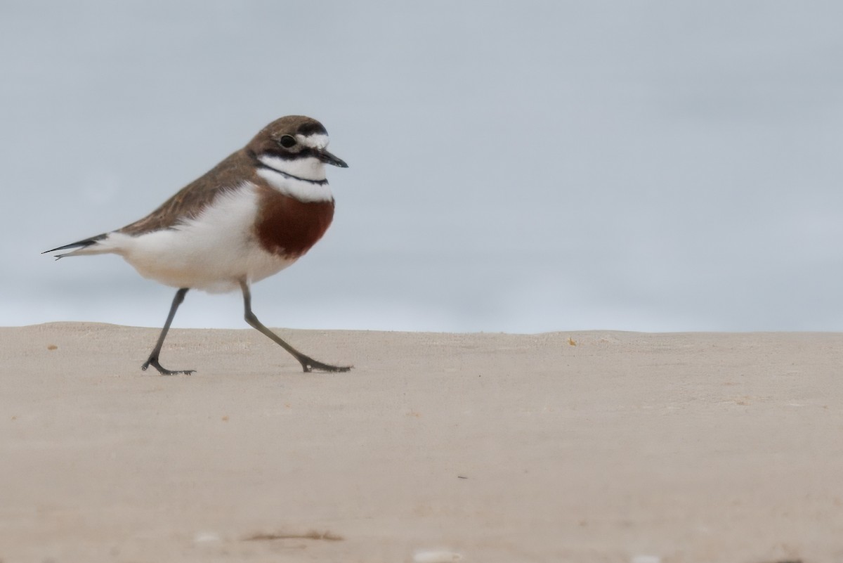 Double-banded Plover - ML625055698