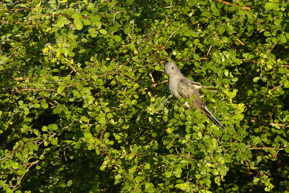 Gray-bellied Cuckoo - ML625055773