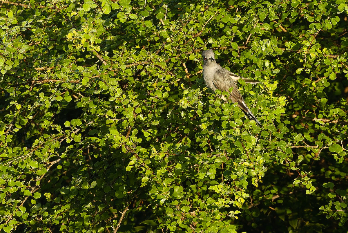 Gray-bellied Cuckoo - ML625055774