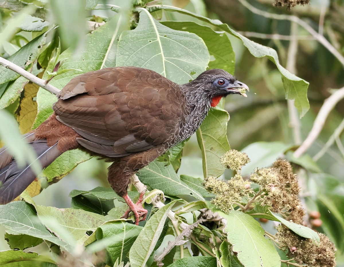 Andean Guan - ML625055801