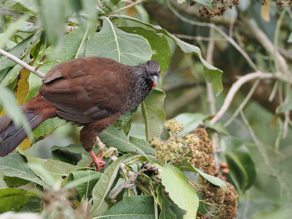 Andean Guan - ML625055802