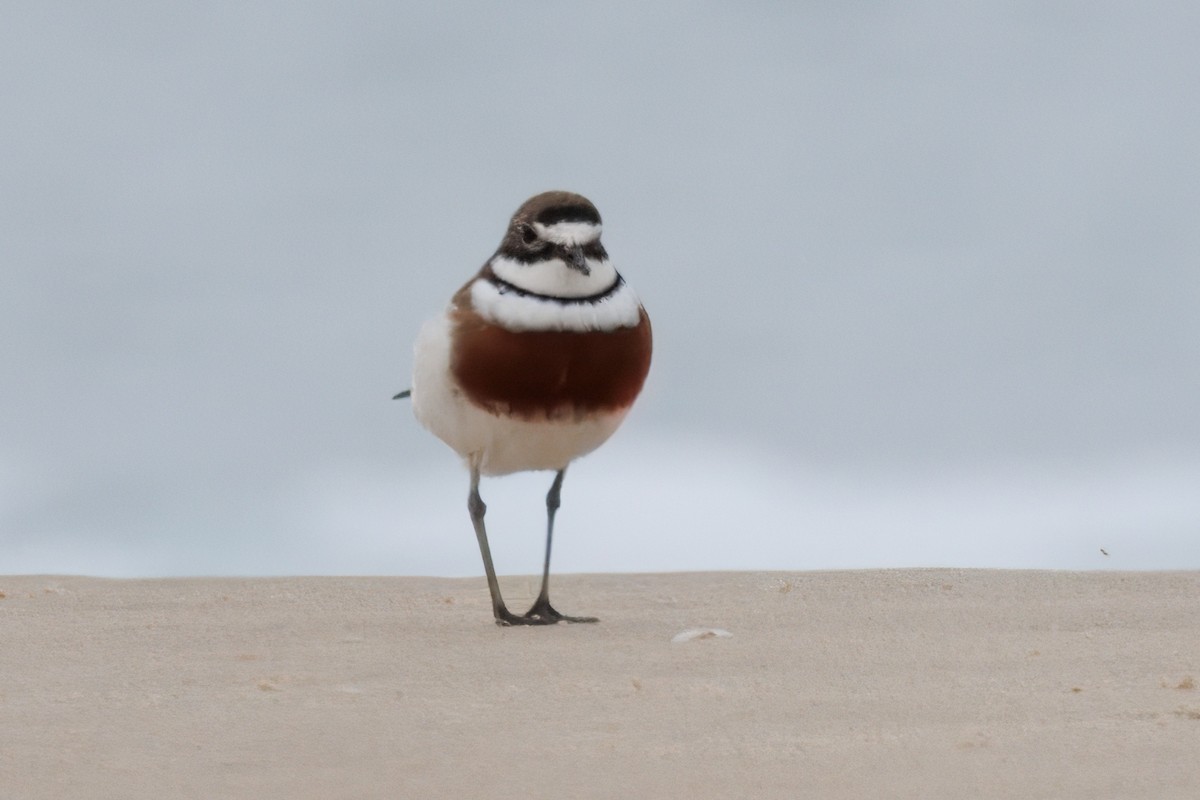 Double-banded Plover - ML625055944