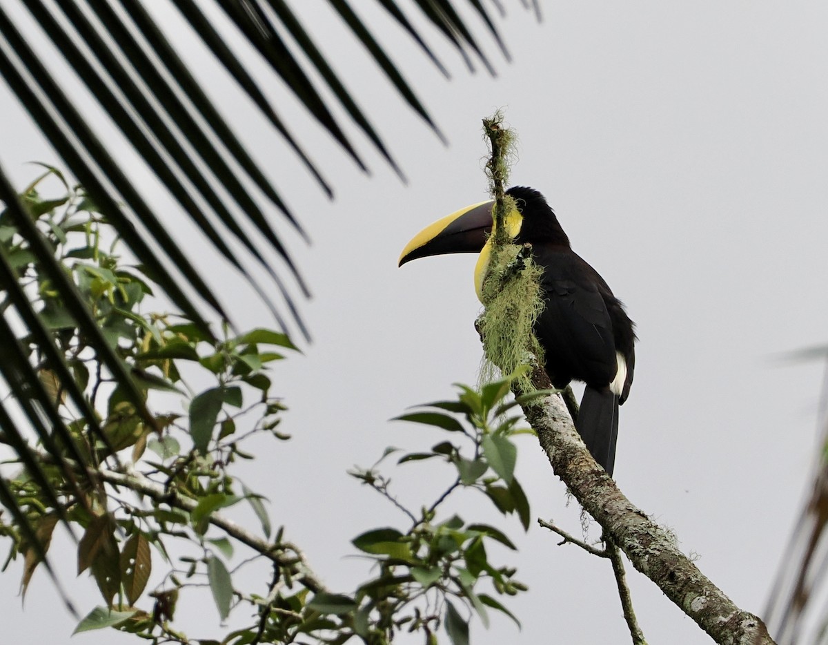 Yellow-throated Toucan - ML625056403