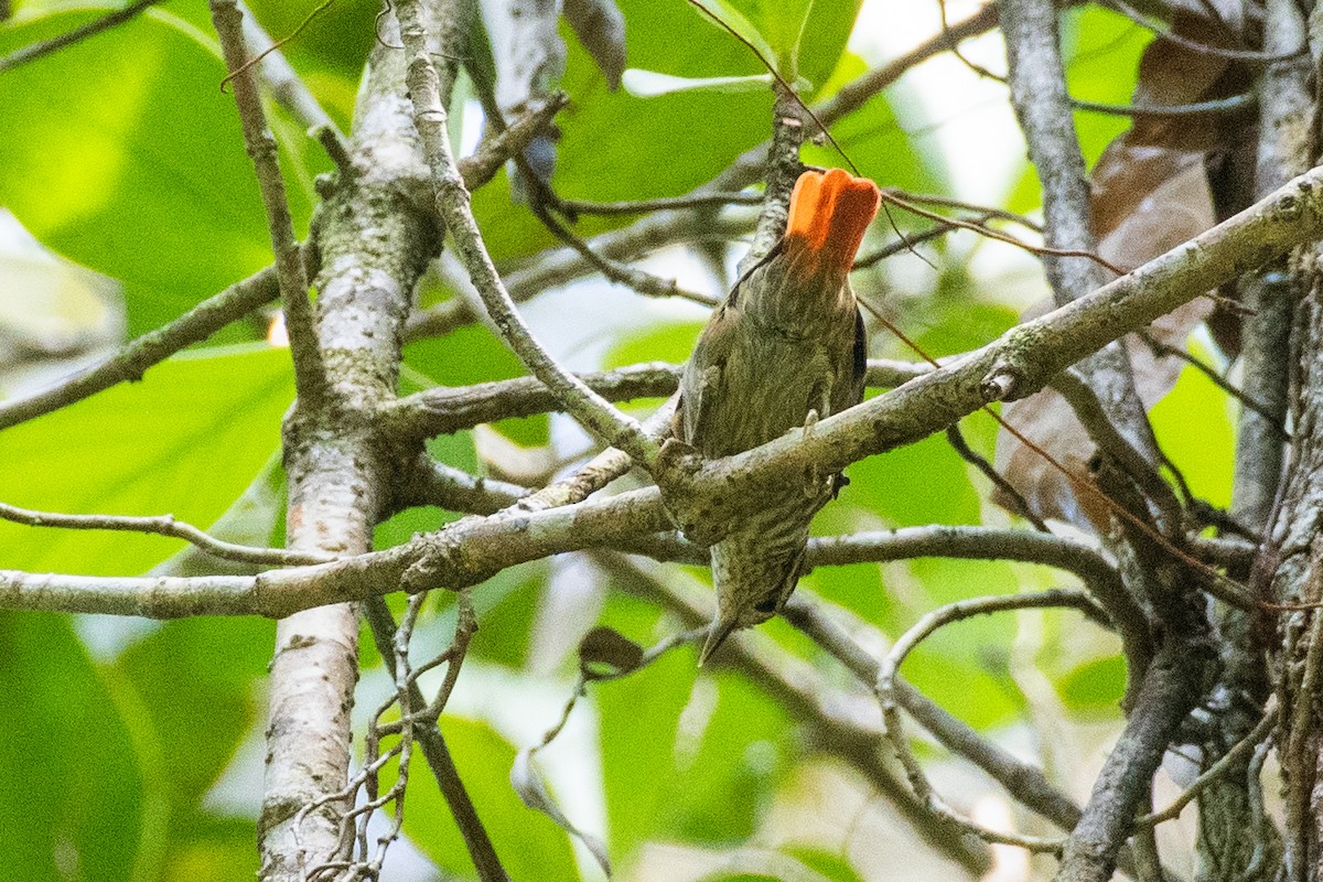 Rufous-tailed Xenops - ML625056432
