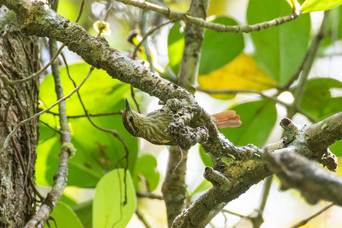 Rufous-tailed Xenops - ML625056433