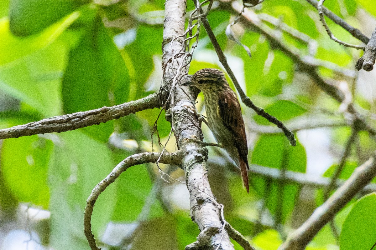 Rufous-tailed Xenops - ML625056434