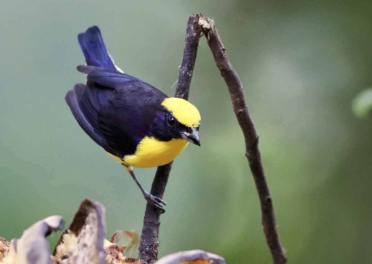 Orange-bellied Euphonia - ML625056466