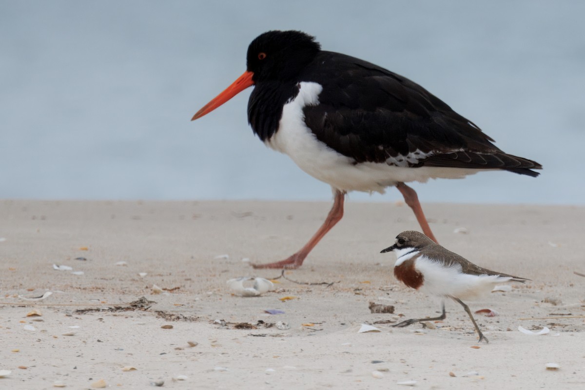 Double-banded Plover - ML625056523