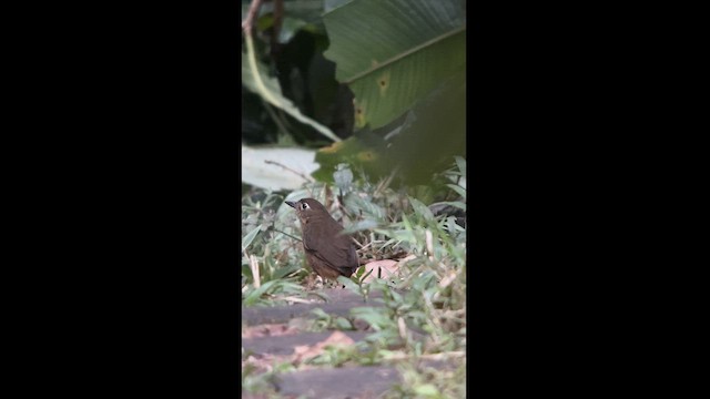 Plain-backed Antpitta - ML625056578