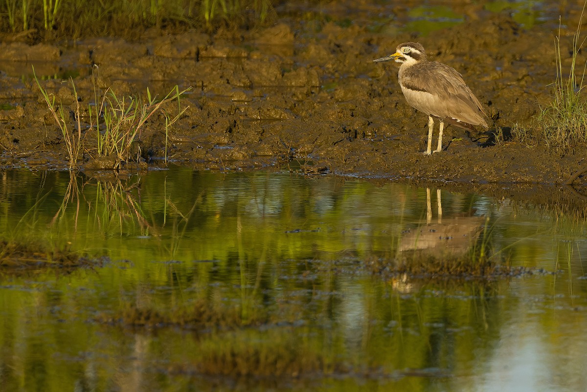 Great Thick-knee - ML625056591