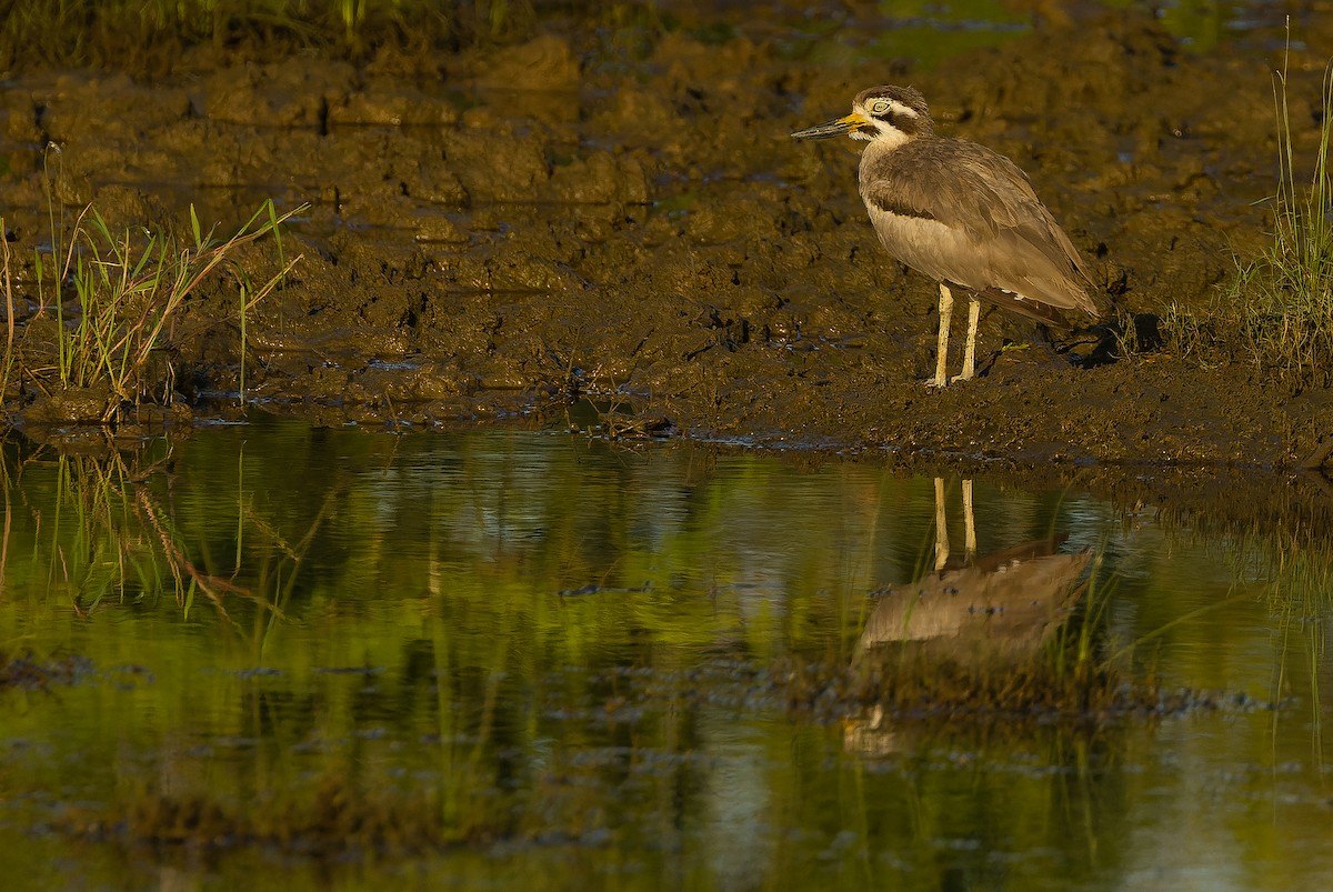 Great Thick-knee - ML625056592