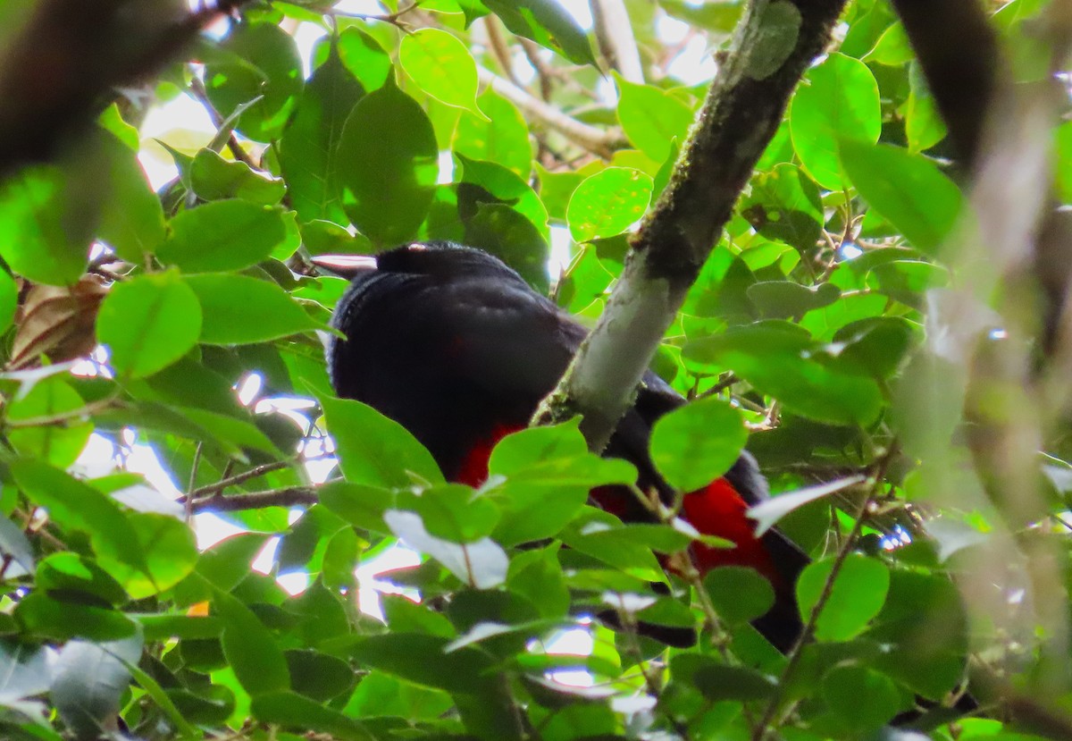 Red-bellied Grackle - ML625056602