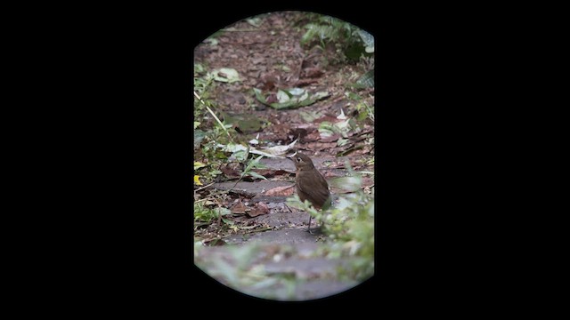 Plain-backed Antpitta - ML625056613