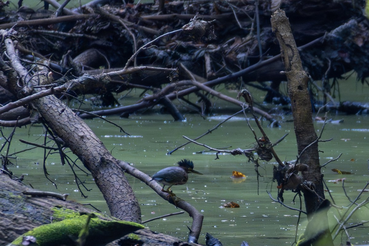 Green Heron - ML625056700