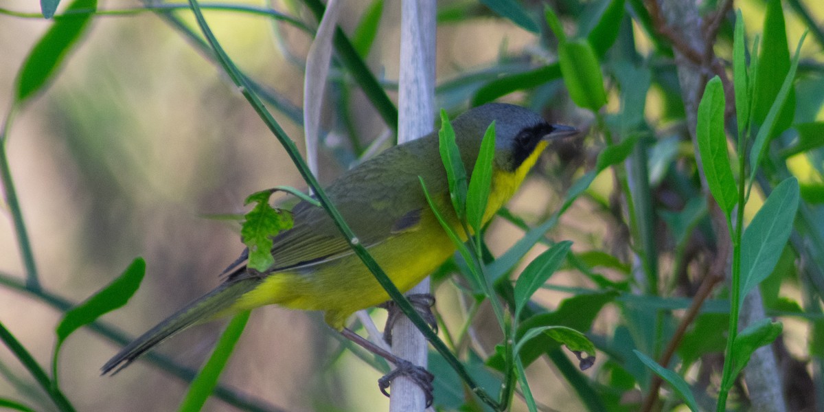 Southern Yellowthroat - ML625056727