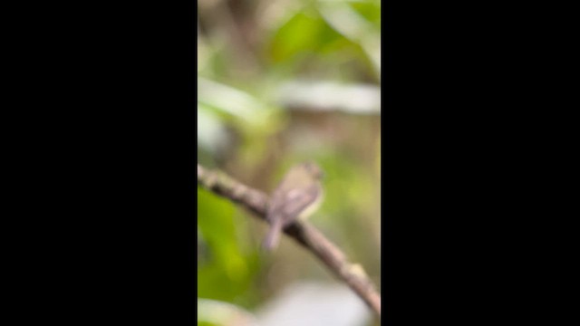 Orange-crested Flycatcher - ML625056735