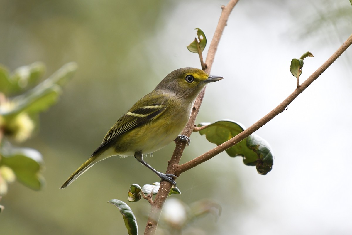 White-eyed Vireo - ML625056773